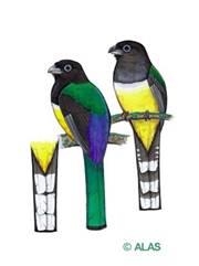 Descripcin: Trogon melanocephalus