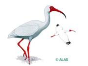 Descripcin: Eudocimus albus