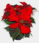 Descripcin: Descripcin: Descripcin: Descripcin: Descripcin: Poinsettia