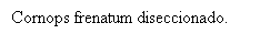 Cuadro de texto: Cornops frenatum diseccionado.