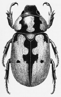 Cyclocephala mafaffa ex Moron