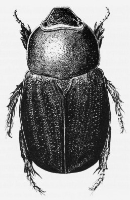 Dyscinetus picipes ex Moron