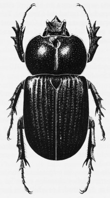 Phileurus didymus ex Moron