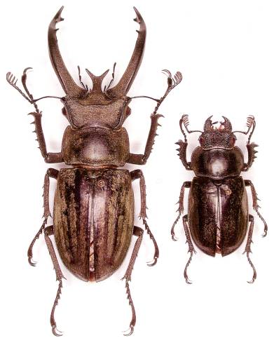 Insect medium Male 55~56mm ....!! Lucanus nobilis N.Vietnam 